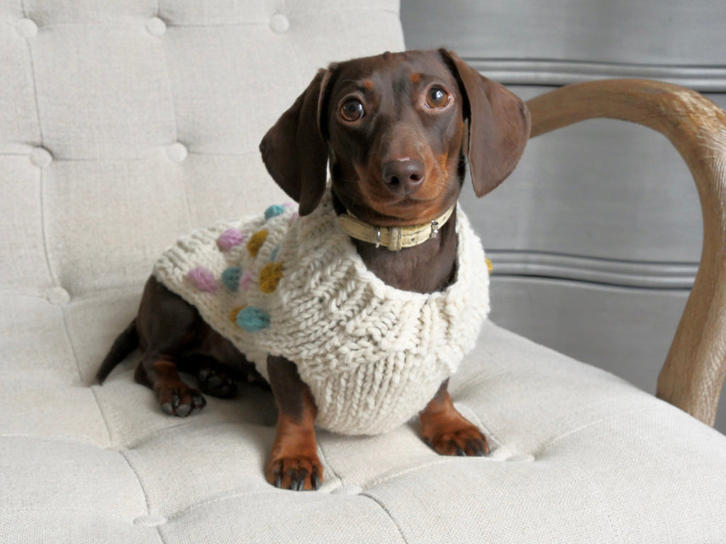 Dachshund in a cream pom-pom jumper on a cream armchair