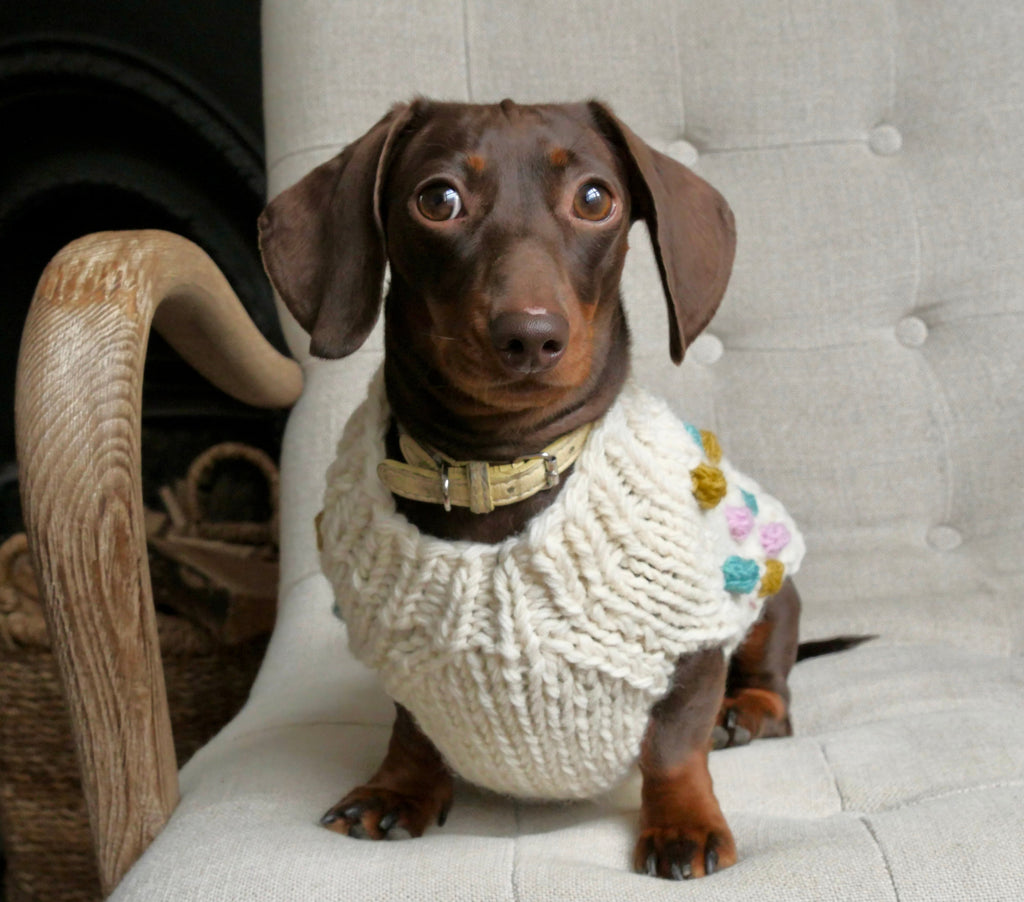 Dachshund in a cream hand-knitted bobble jumper sitting on a chair