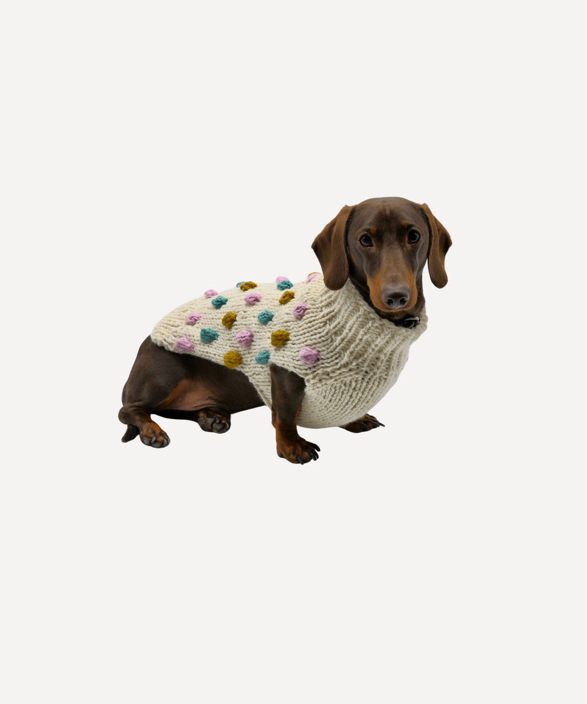 Dachshund wearing a cream bobble jumper on a plain background