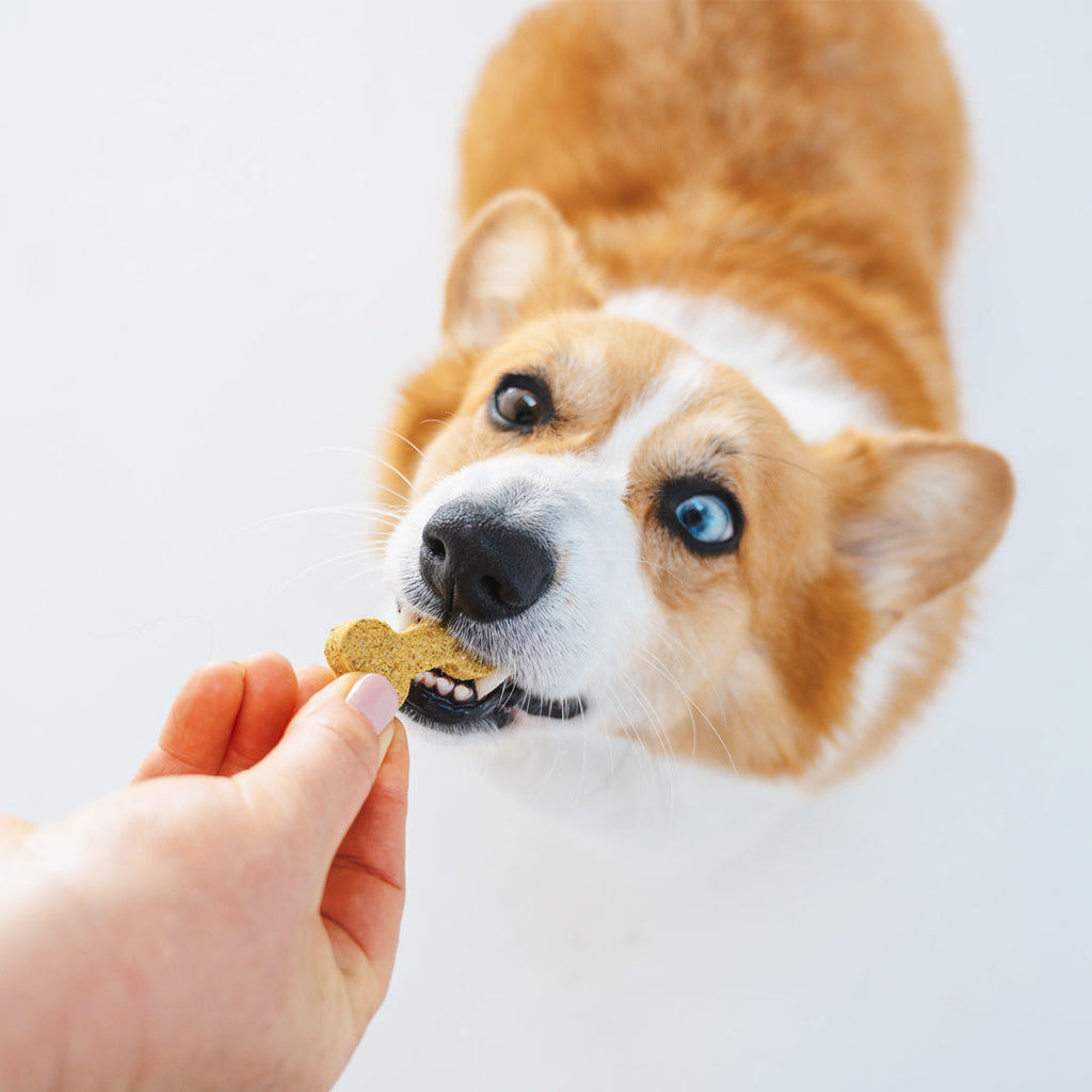 Corgi with blue eyes taking a Gizzls Brain Booster bone biscuit from a hand