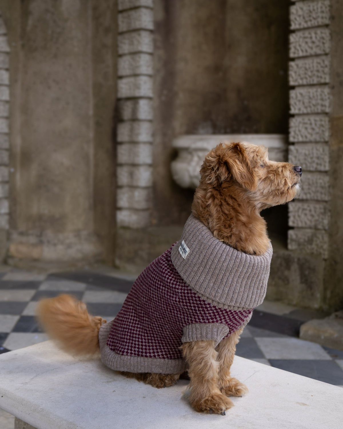 Golden dog in a burgundy check jumper looking to the side on a bench