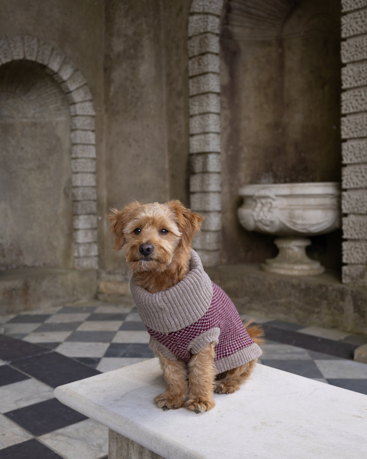 Golden dog in a burgundy check merino jumper sitting on a stone bench