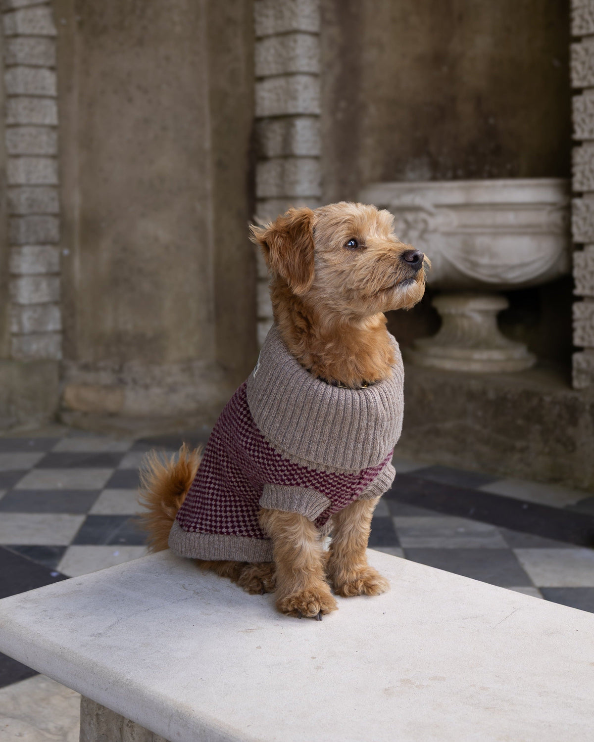 Golden terrier-cross dog in a burgundy check merino jumper on a stone bench