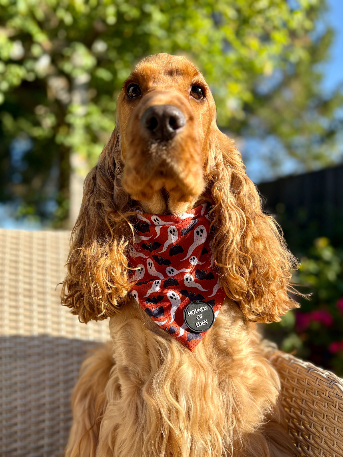 Dog wearing orange Halloween bandana