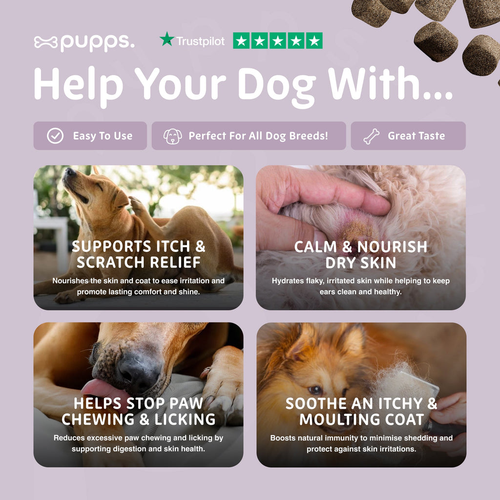 Four photos of dogs on a lilac Pupps soft chews graphic