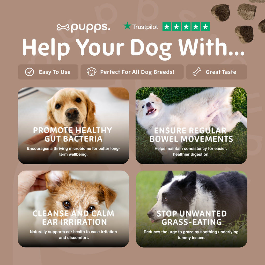 Pupps Pre & Probiotic panel with photos of a golden puppy, terrier and collie on grass