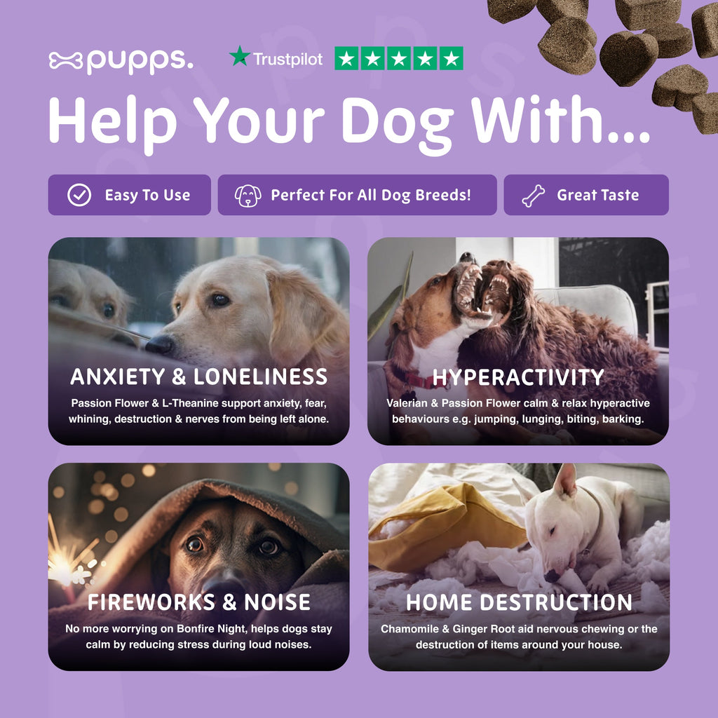 Four photos of dogs on a purple Pupps chamomile chews graphic