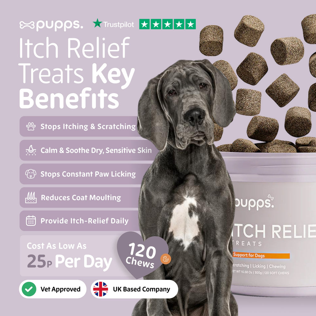 Great Dane sitting beside a tub of Pupps soft chews on a lilac background