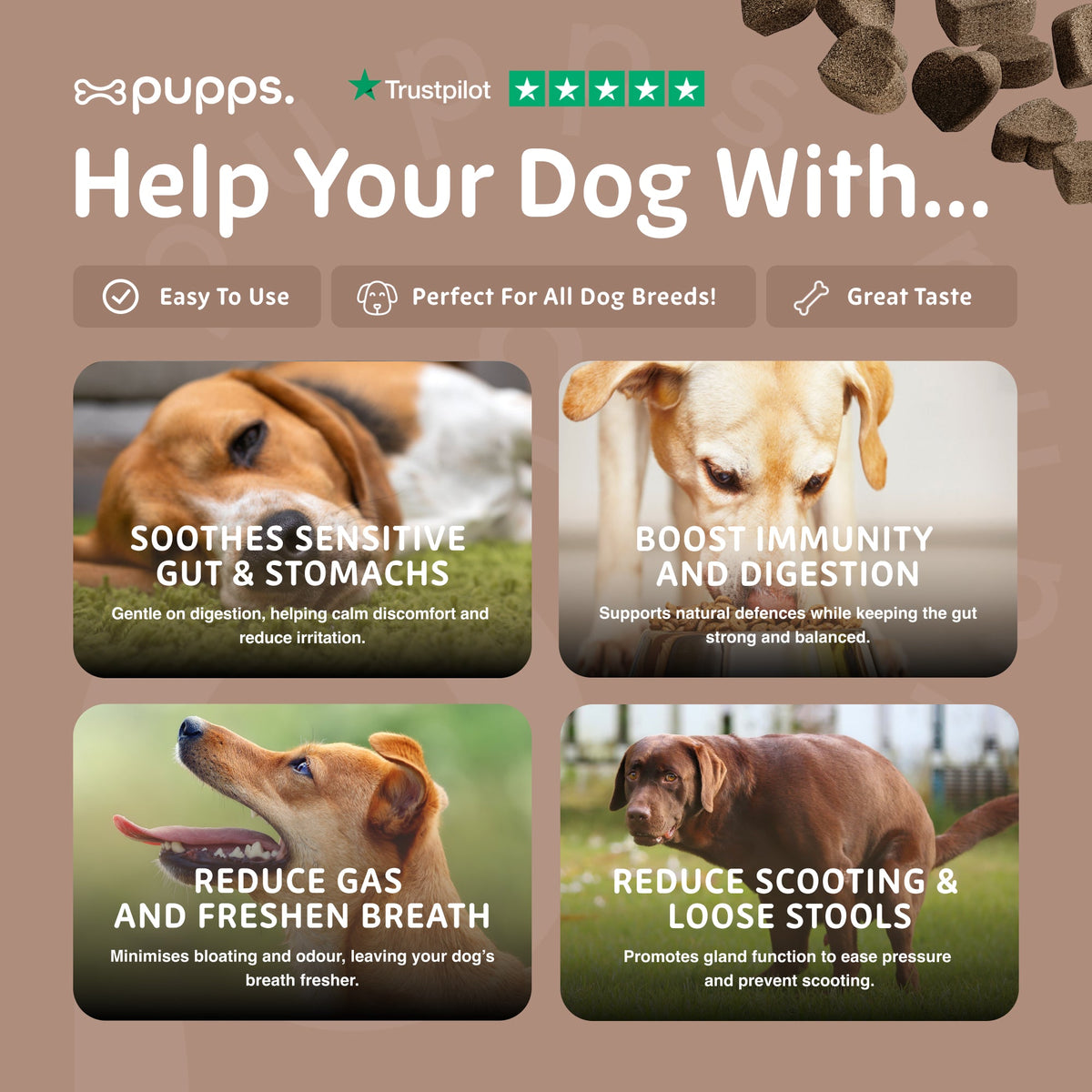 Pupps Pre & Probiotic panel with photos of a beagle, Labrador and other dogs