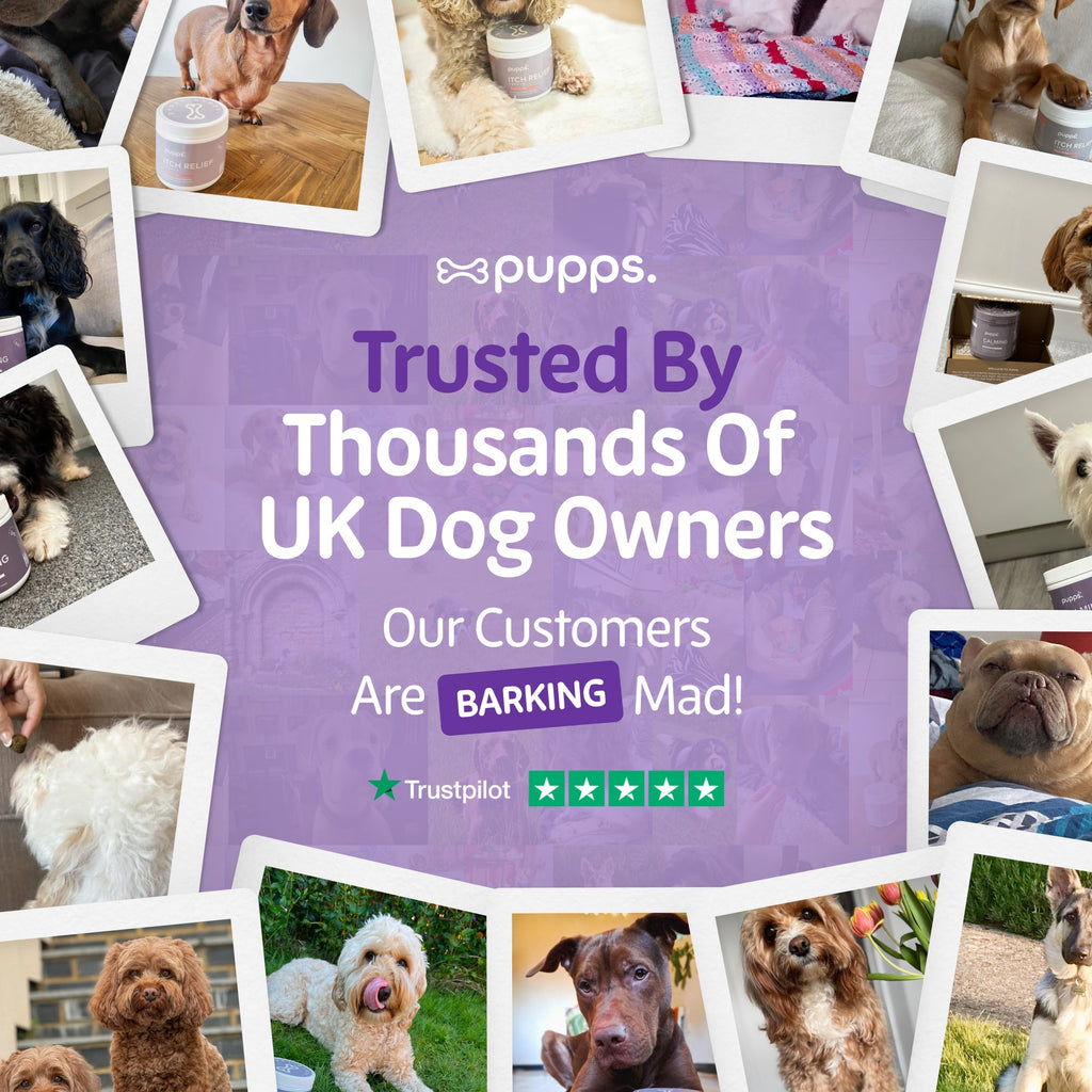 Collage of dog owner photos on a purple Pupps graphic