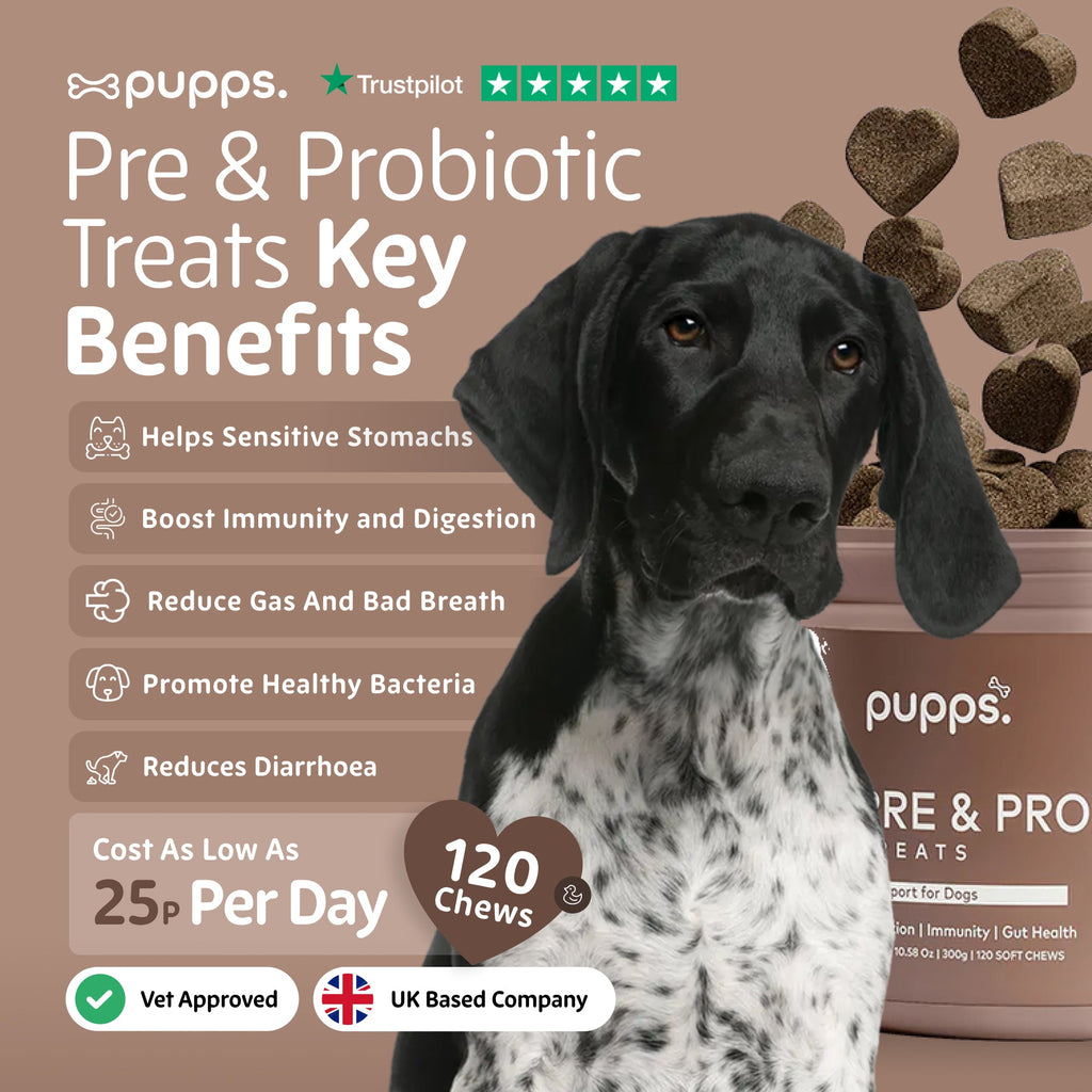 Pupps Pre & Probiotic key benefits graphic with a black and white pointer beside the tub