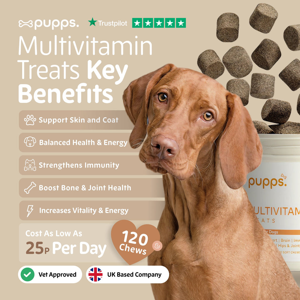 Pupps Multivitamin infographic with a red Vizsla dog beside the tub, 120 chews