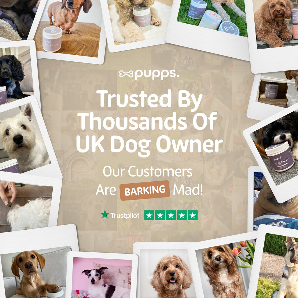 Collage of customer dog photos around Pupps branding on a beige background