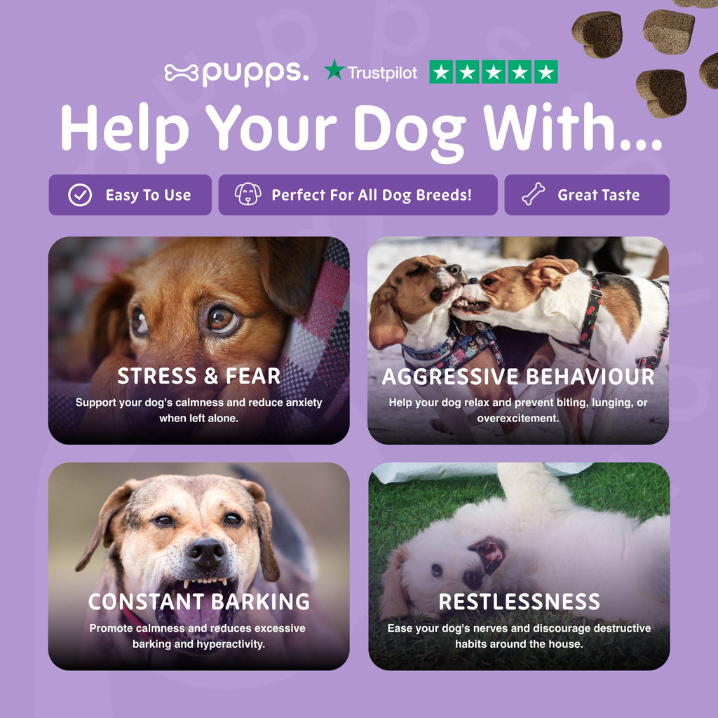 Four photos of dogs on a purple Pupps graphic