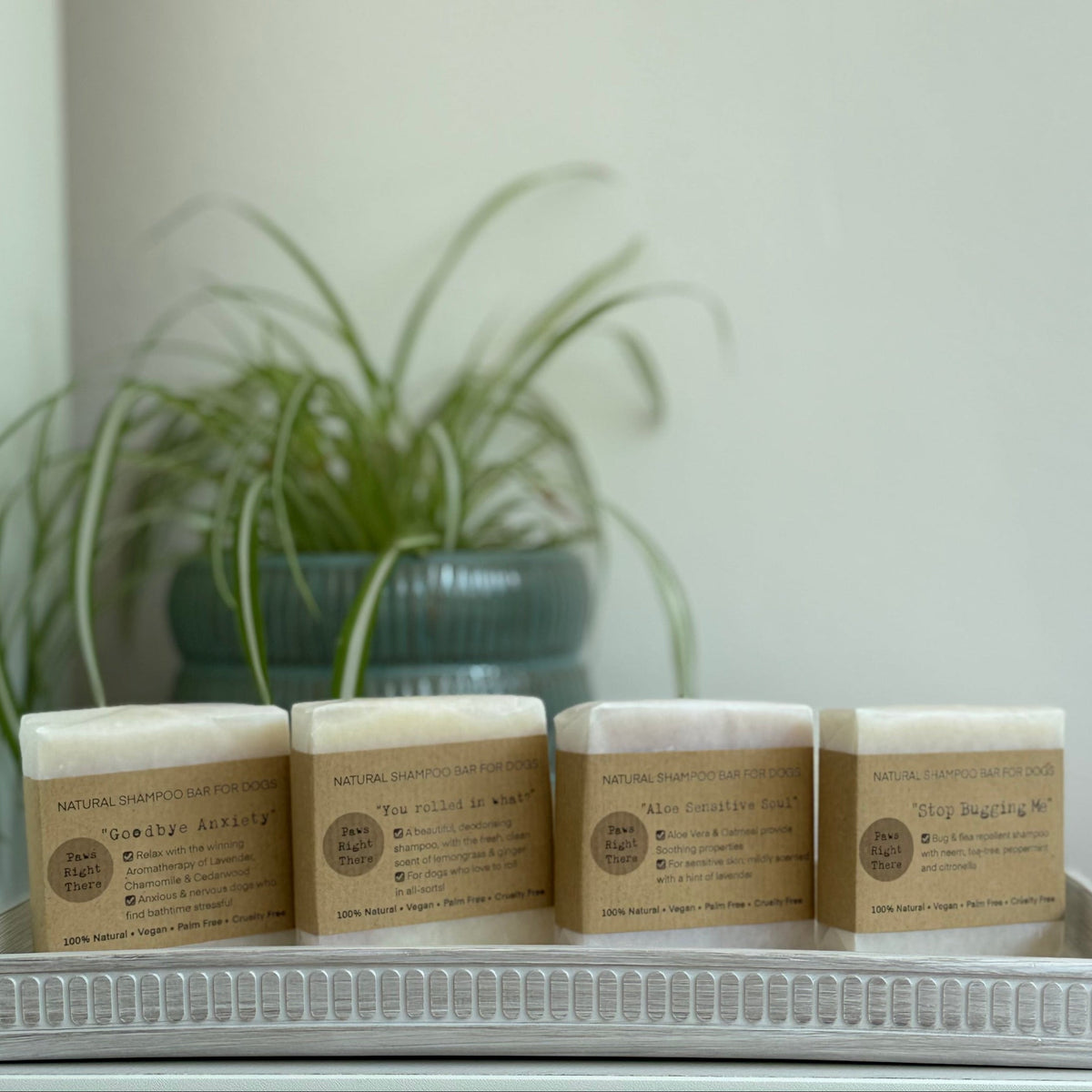 Four Paws Right There natural dog shampoo bars lined up on a tray beside a house plant