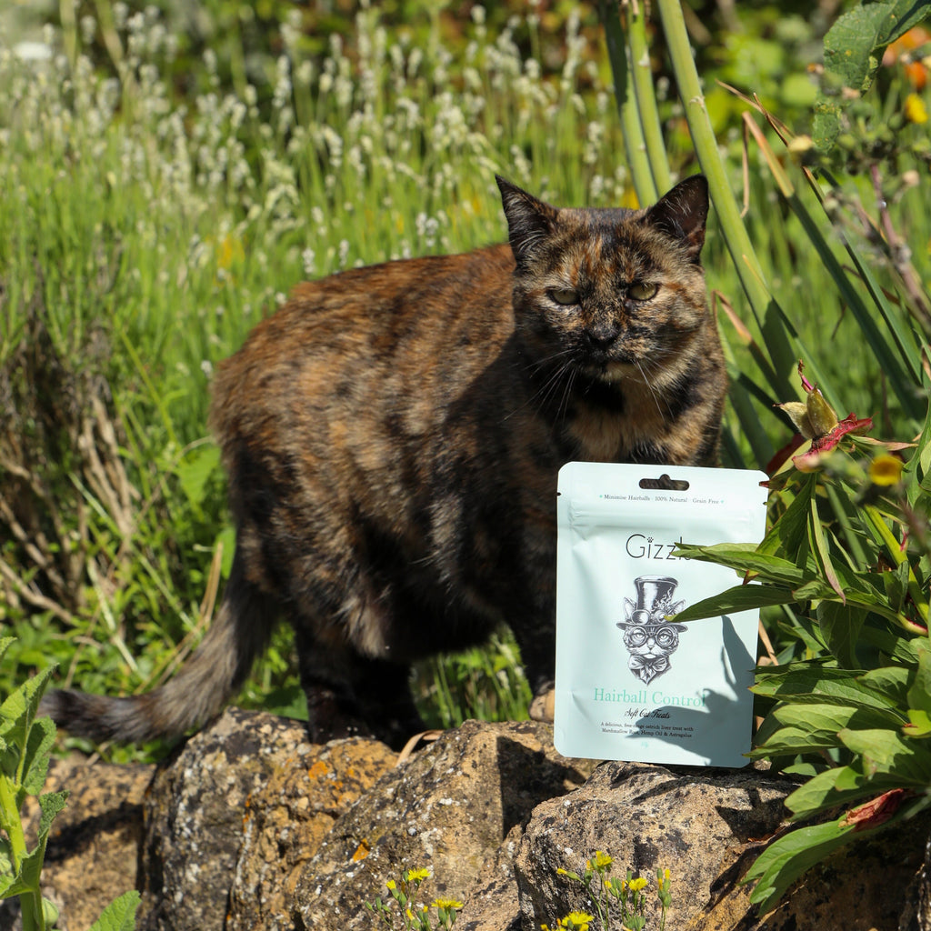 Tortoiseshell cat on garden rocks beside the Gizzls soft cat treats pouch