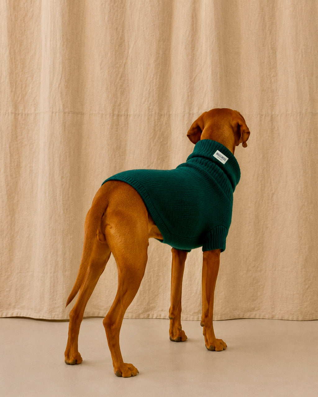 Vizsla in a forest green wool jumper standing against a linen backdrop