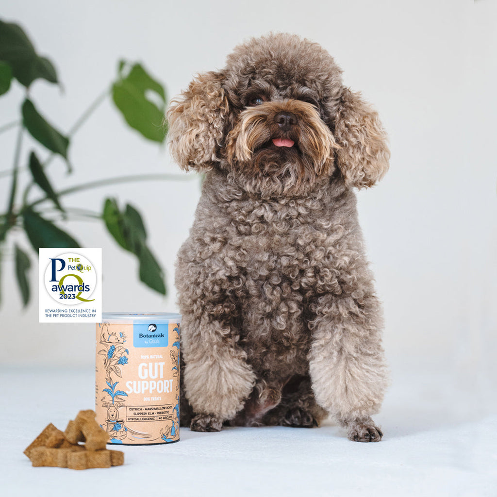 Brown poodle sitting beside a Gizzls Gut Support tub with an awards badge