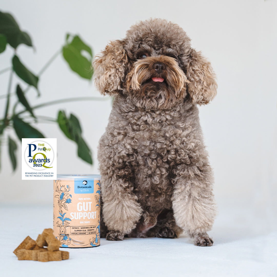 Brown poodle sitting beside a Gizzls Gut Support tub with an awards badge