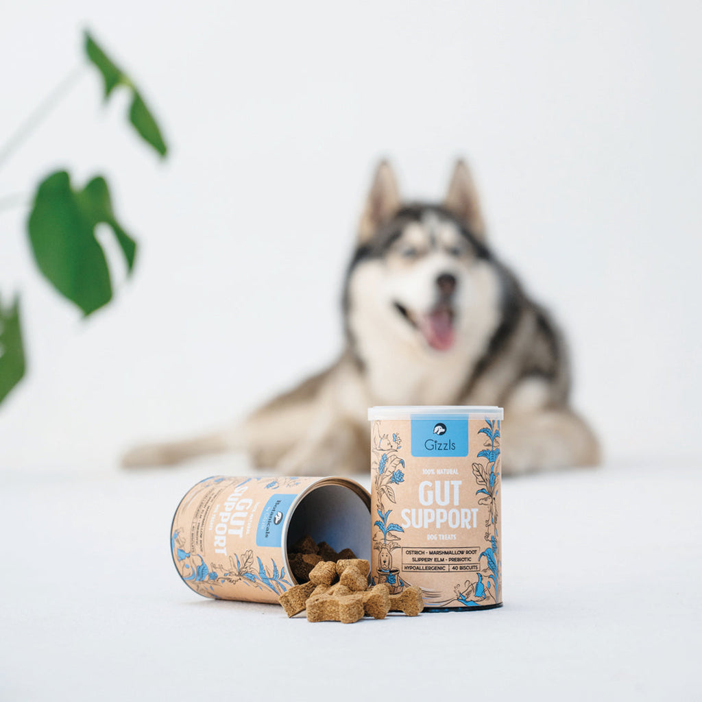 Husky lying behind a Gizzls Gut Support tub with biscuits spilling from a second tub