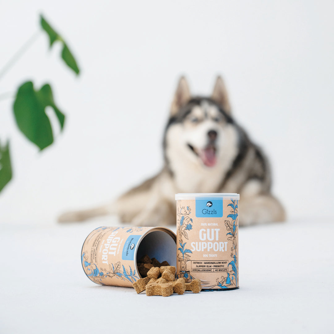 Husky lying behind a Gizzls Gut Support tub with biscuits spilling from a second tub