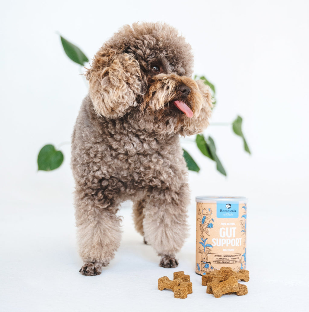 Brown toy poodle standing beside a Gizzls Gut Support tub and biscuits