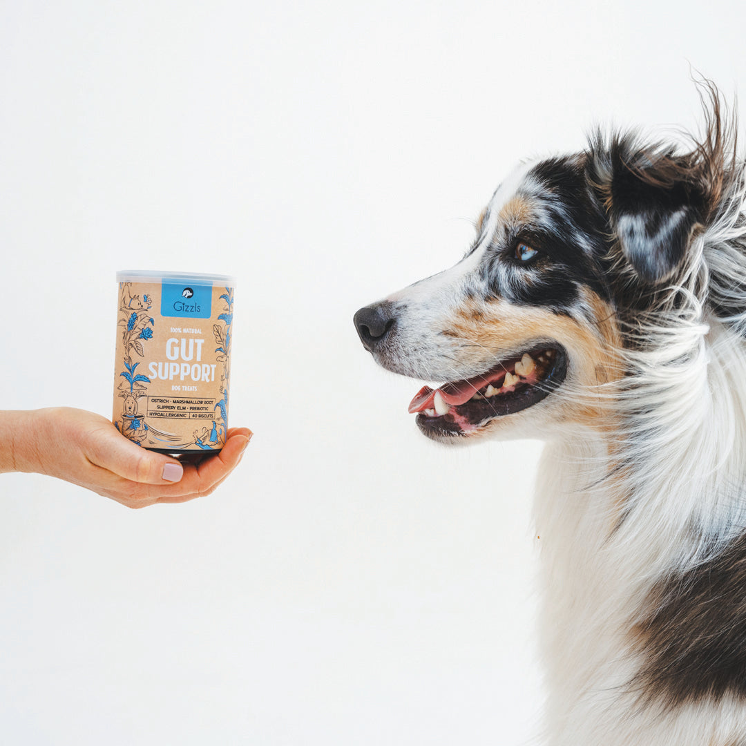 Merle Australian Shepherd looking at a Gizzls Gut Support tub held out in a hand