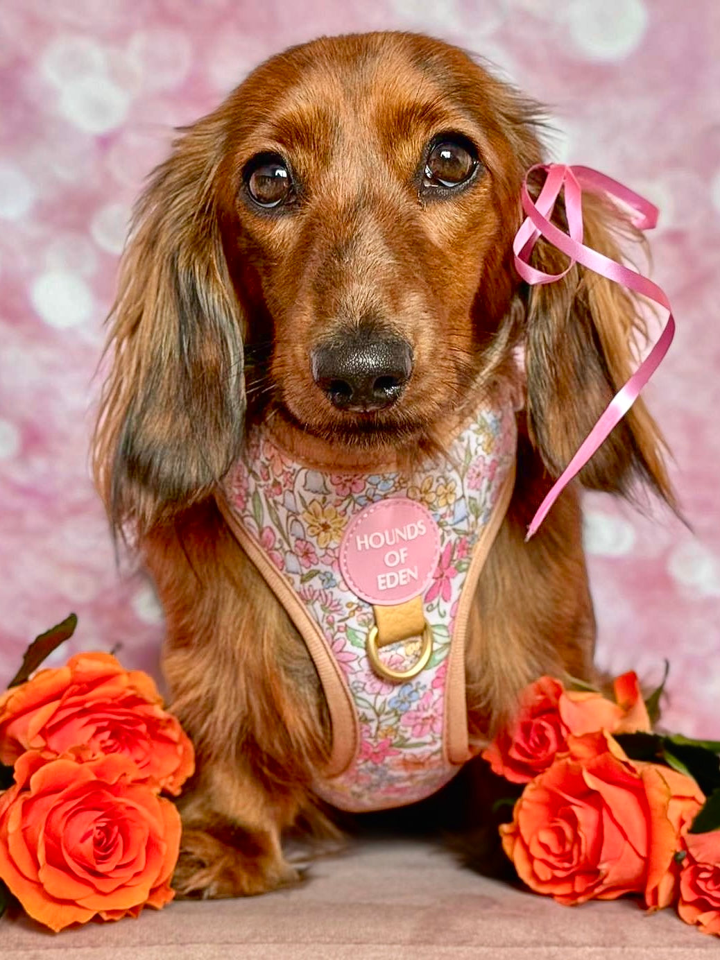 Long-haired red dachshund wearing the pastel floral harness with pink ribbon and roses