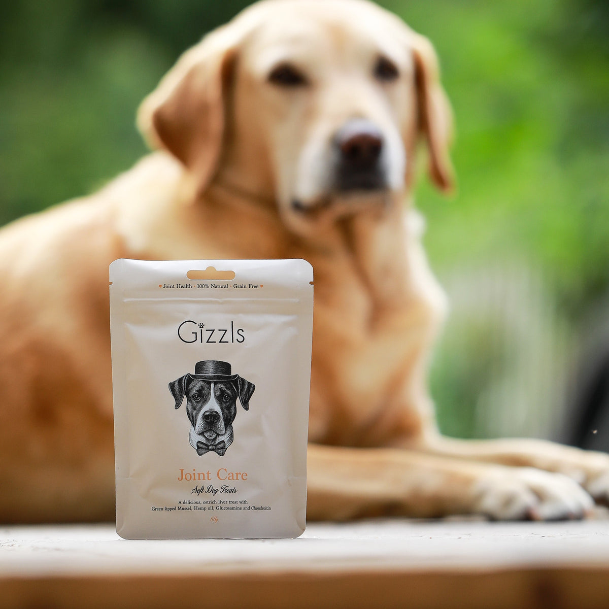 Yellow Labrador resting on a wooden table behind a Gizzls Joint Care pouch