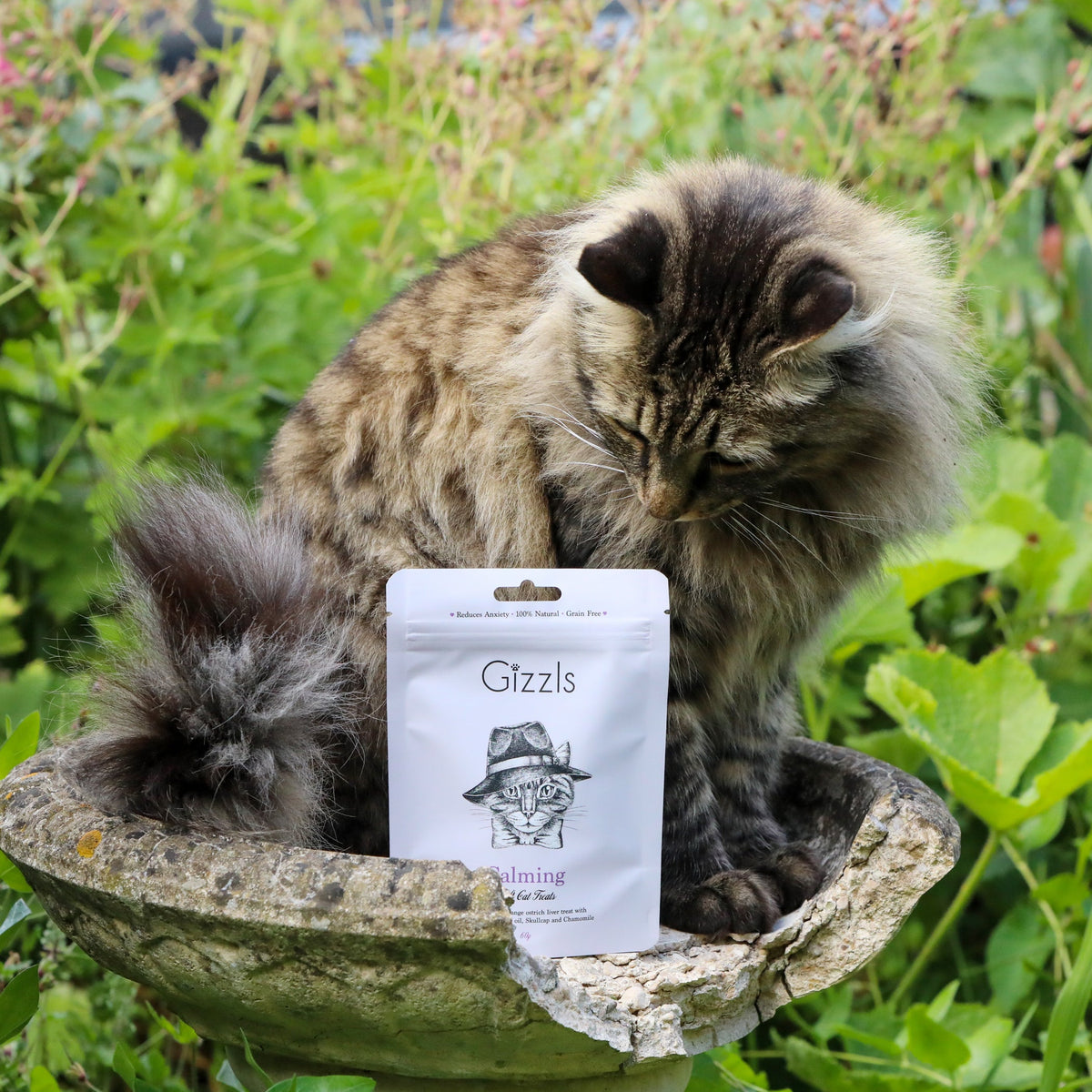Fluffy tabby Maine Coon type cat on a stone birdbath beside the Gizzls Calming pouch