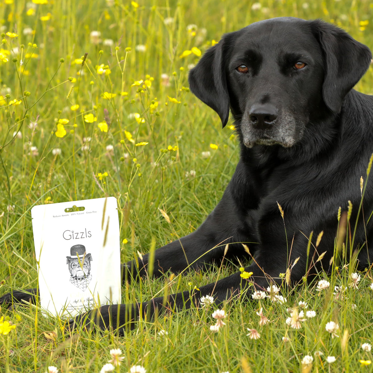 Grey-muzzled black Labrador lying in a meadow beside the Gizzls Calming soft treats pouch