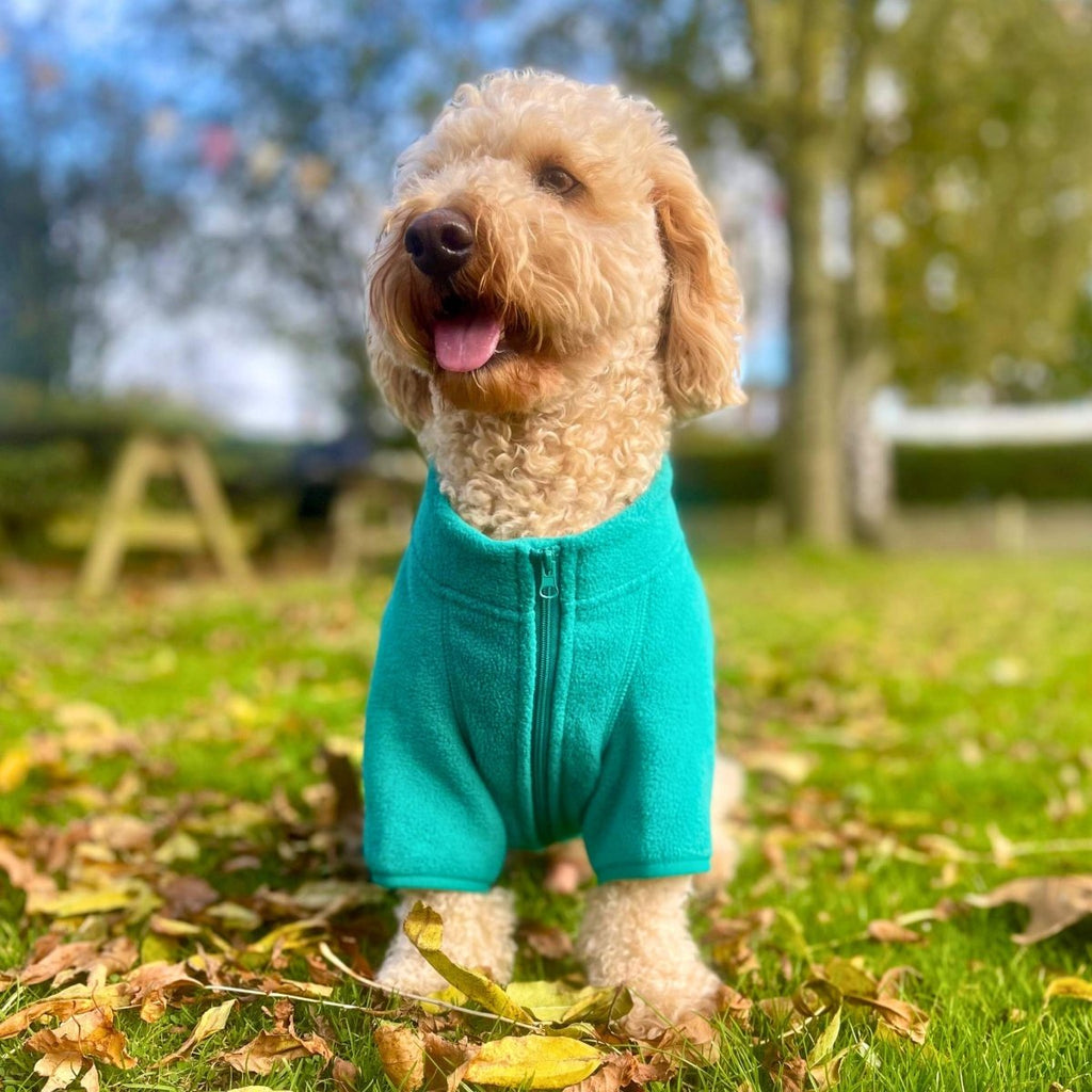 Cockapoo standing on autumn leaves wearing the Green Dog Fleece Coat
