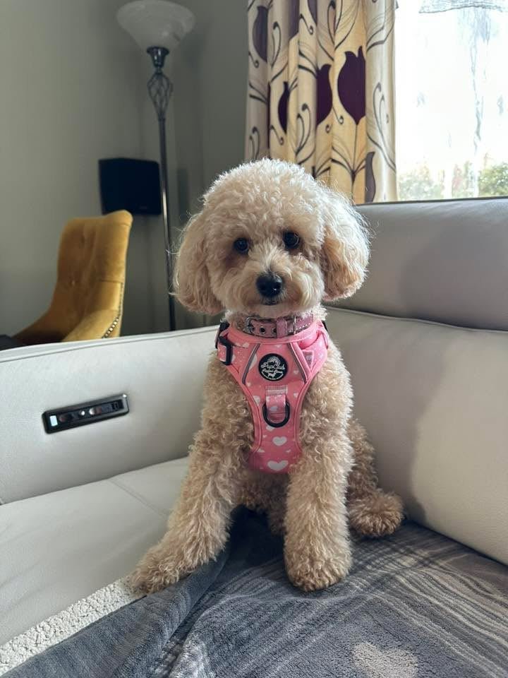 Rugged Rover No-Pull Dog Harness – Peachy Hearts