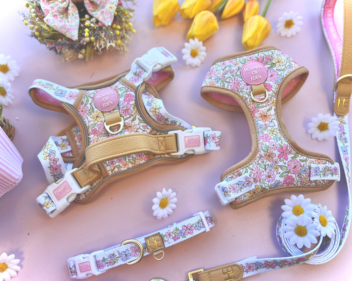 Pastel floral harnesses, collar and lead flat lay with daisies and yellow tulips