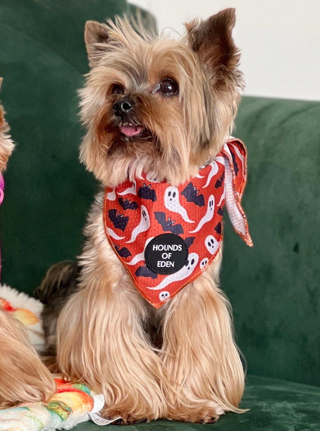 Bats and ghosts dog bandana pattern