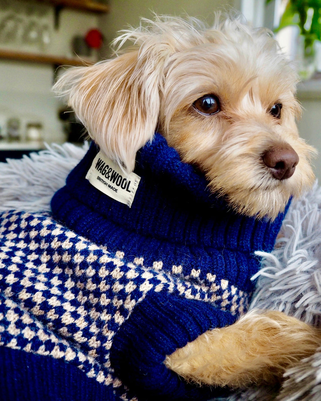 Cream dog in a navy check merino jumper on a fluffy blanket