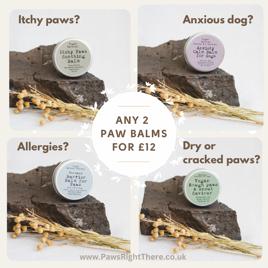 Four Paws Right There paw balm tins on rocks with dried grasses
