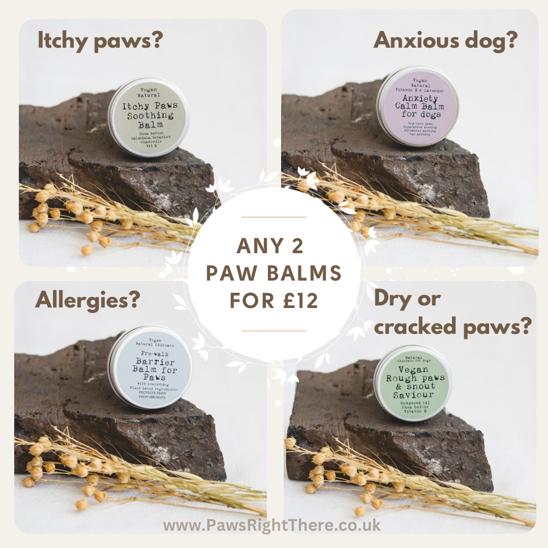 Four Paws Right There paw balm tins on rocks with dried grasses