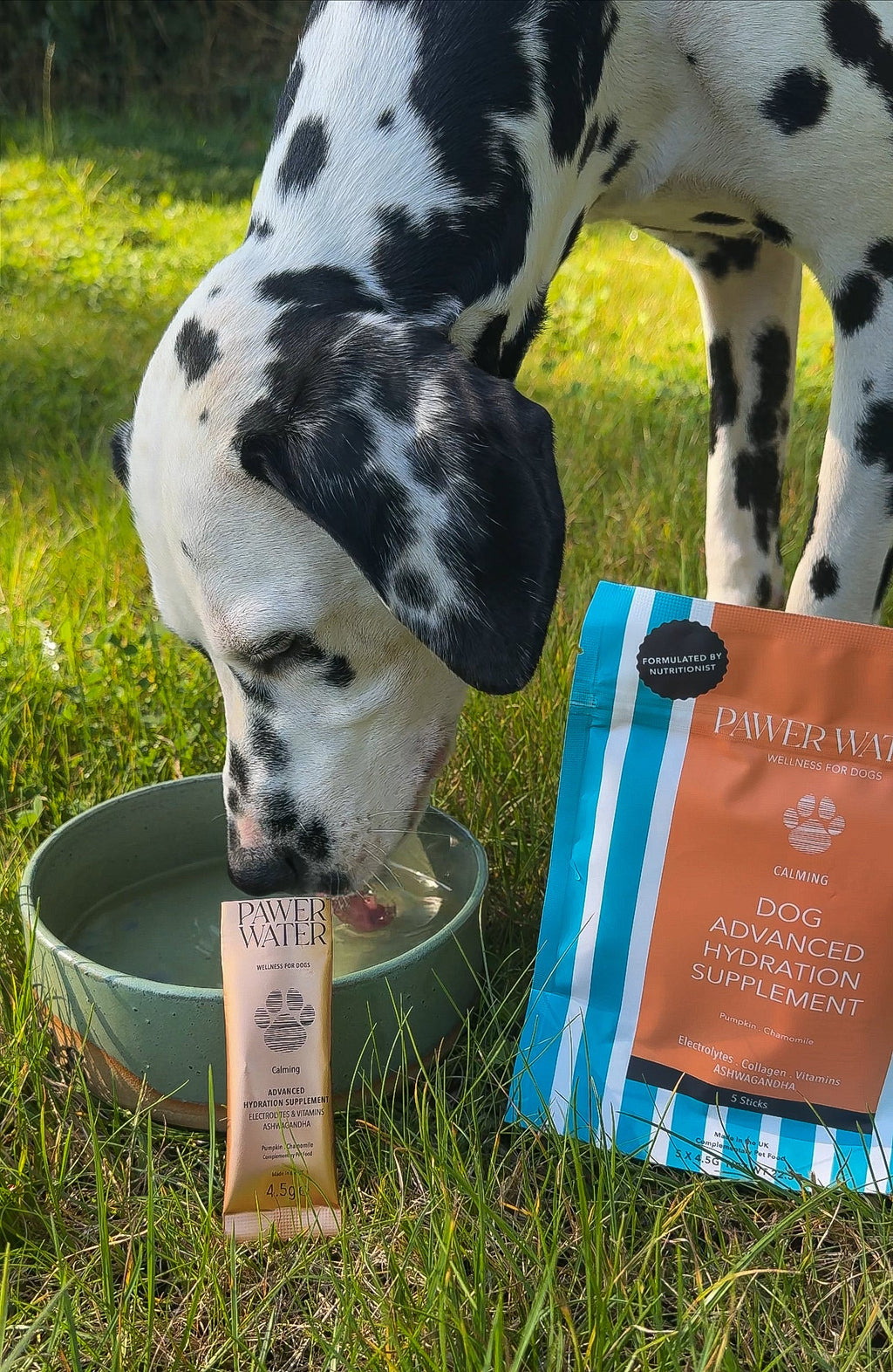 Dalmatian drinking from a green bowl on grass next to a Calming pouch and stick