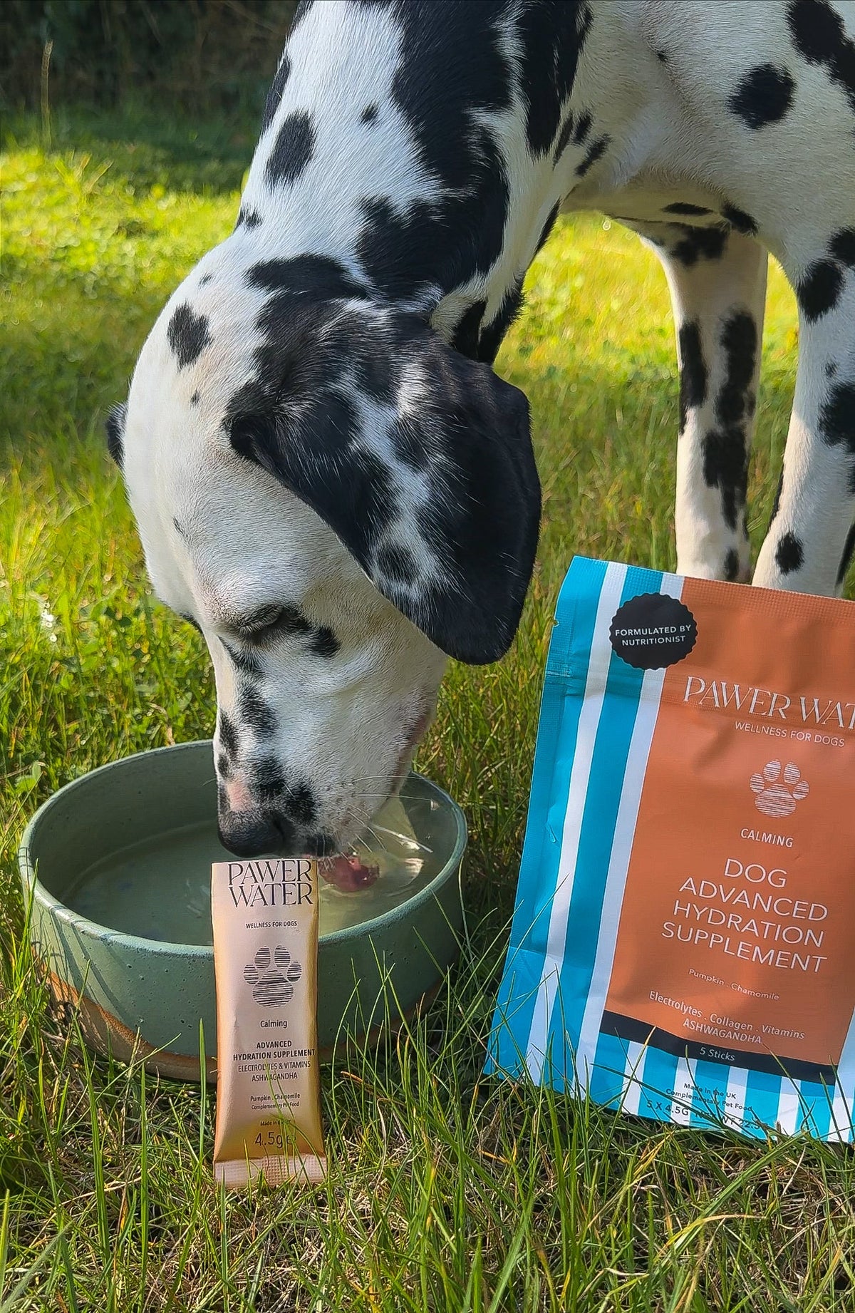 Dalmatian drinking from a green bowl on grass next to a Calming pouch and stick