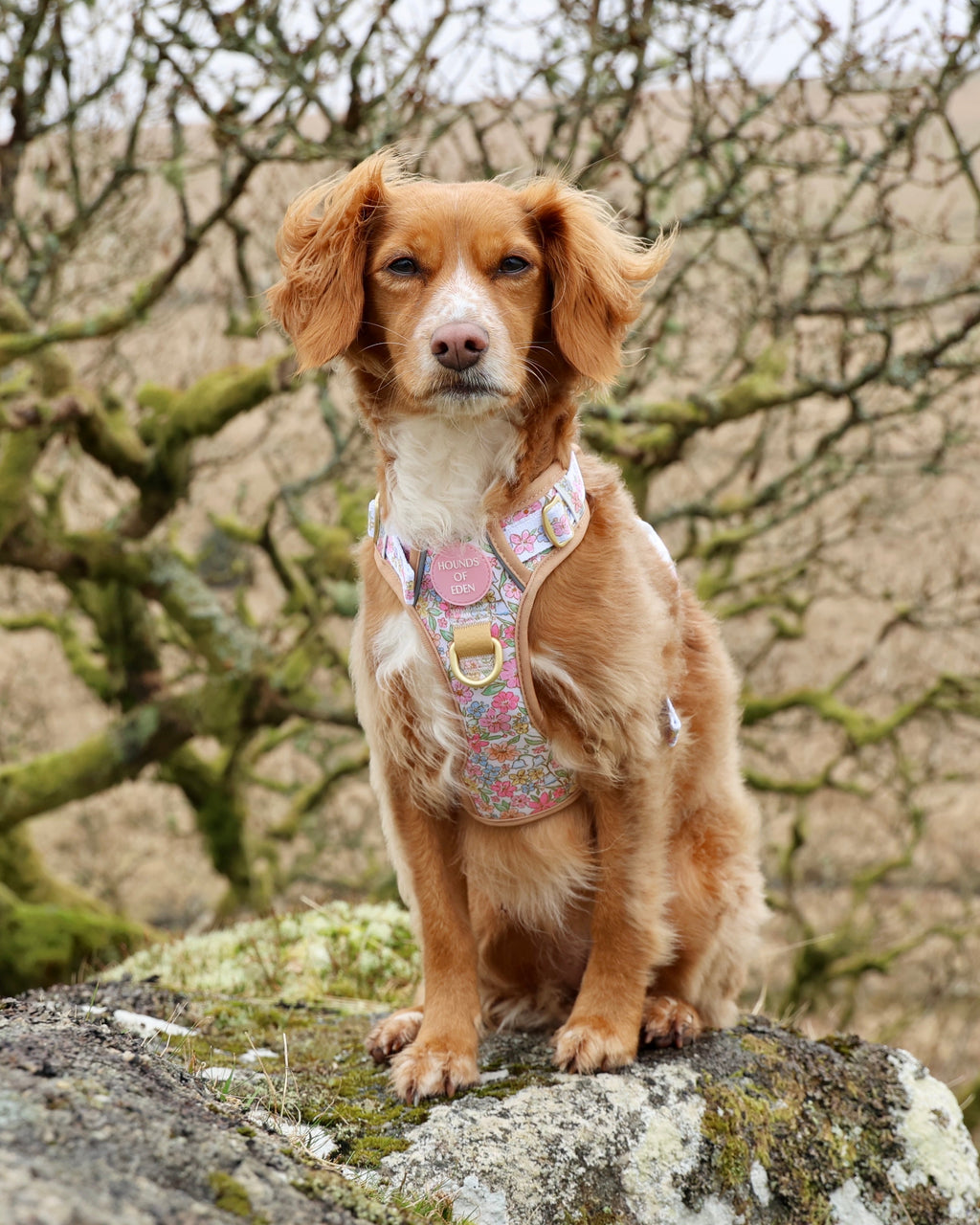 Red spaniel sitting on a rock wearing the pastel floral Supaw Strong harness
