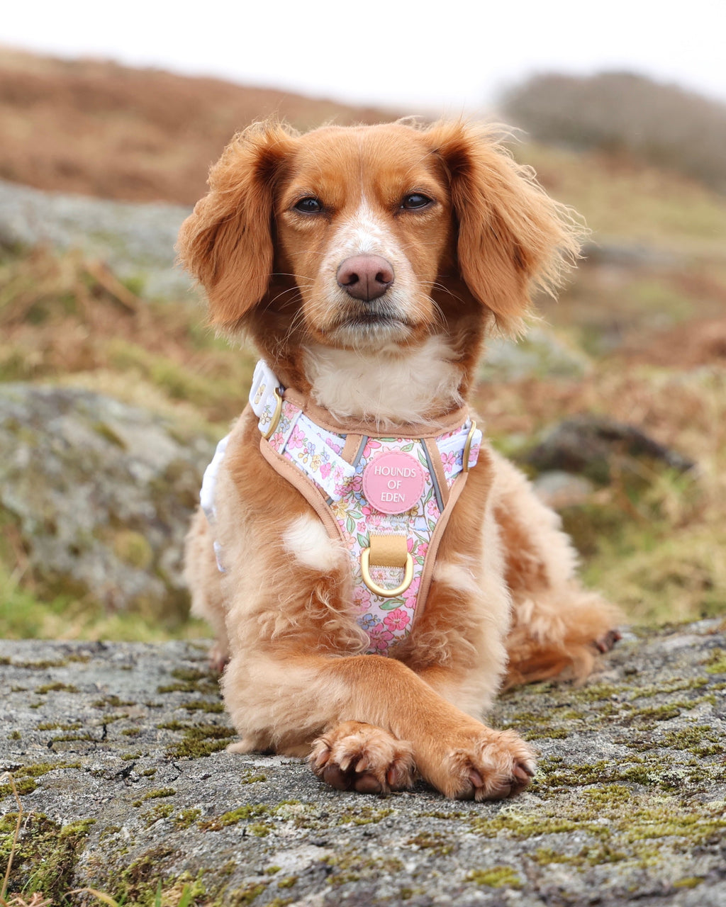 Red spaniel lying on a rock wearing the pastel floral Supaw Strong harness