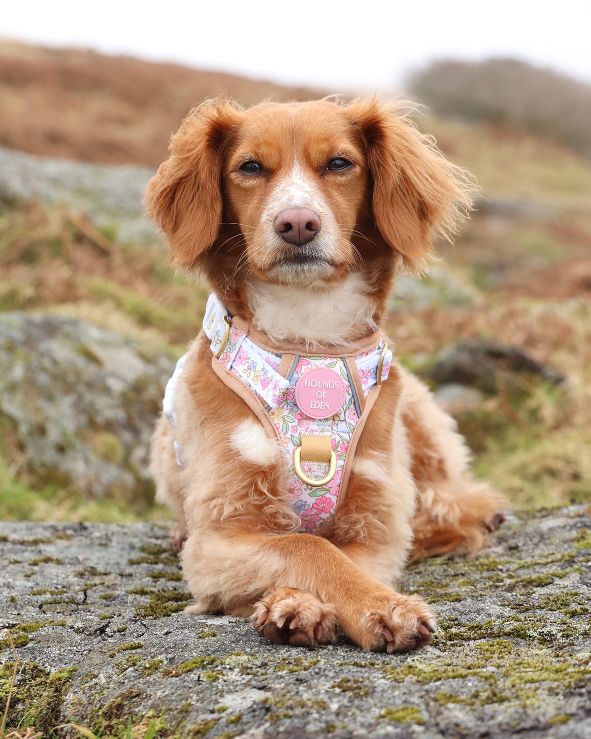 Red spaniel lying on a rock wearing the pastel floral Supaw Strong harness