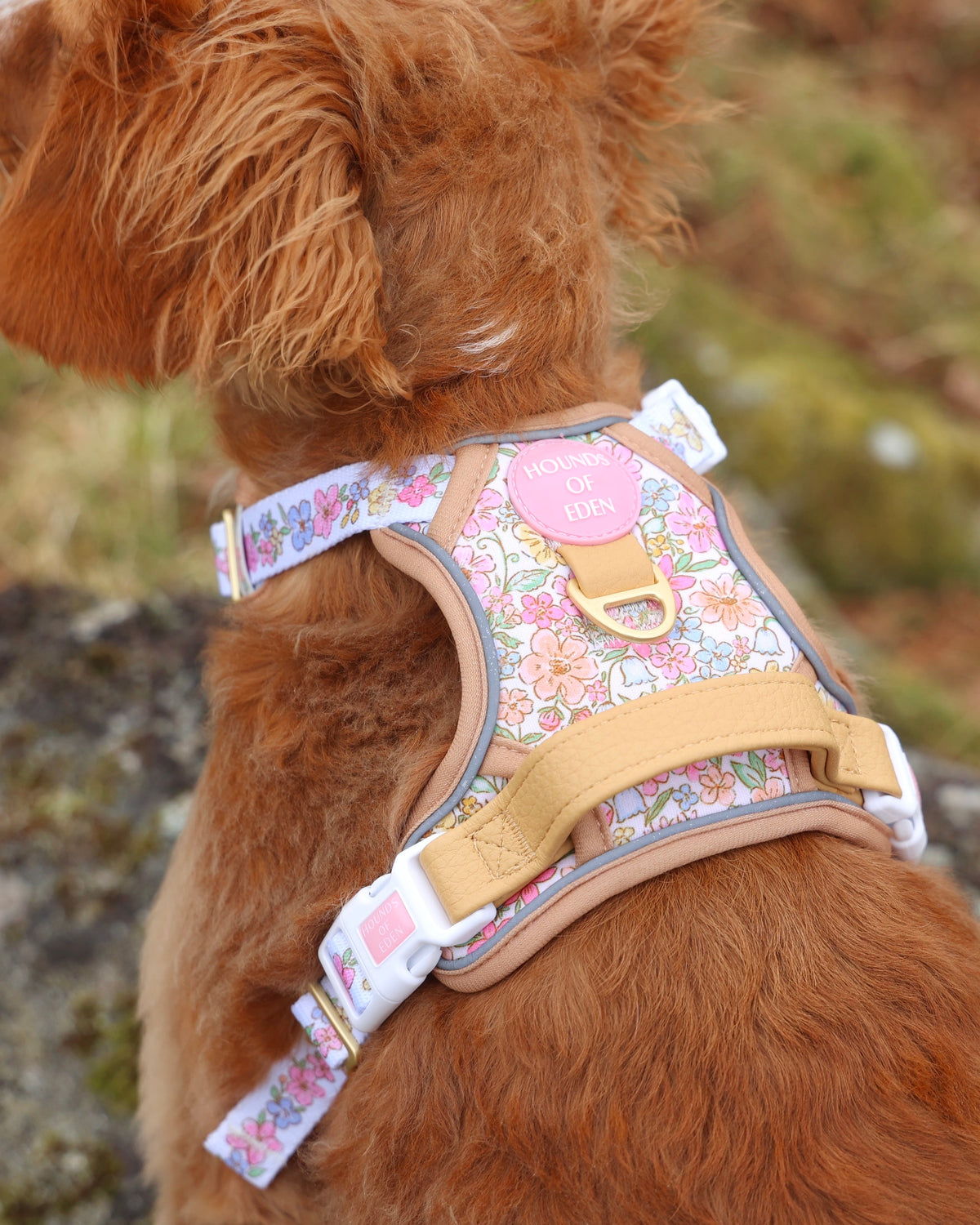 Back view of a red dog wearing the floral harness with tan control handle