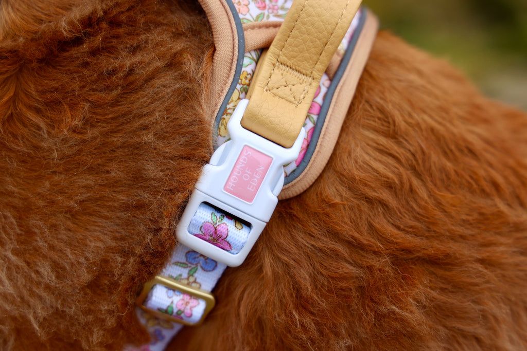 Close-up of the white side buckle and tan handle on a red dog's harness