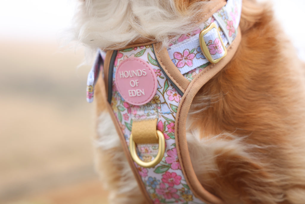 Close-up of a golden spaniel wearing the pastel floral harness with gold D-ring