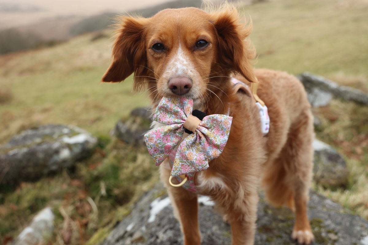 Red spaniel on a rocky hillside wearing a pastel floral bow