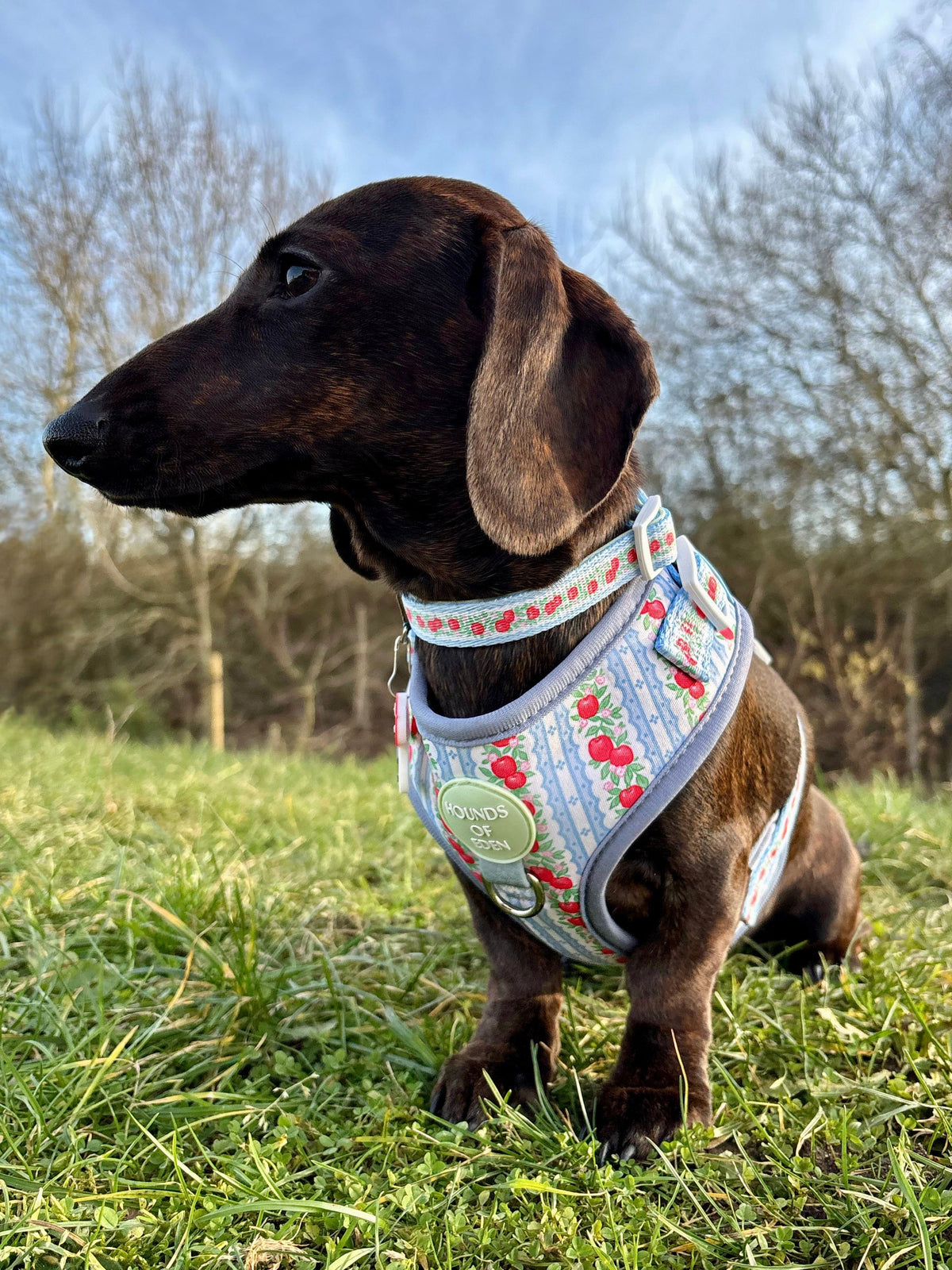 Chocolate dachshund on grass wearing the blue striped apple print harness