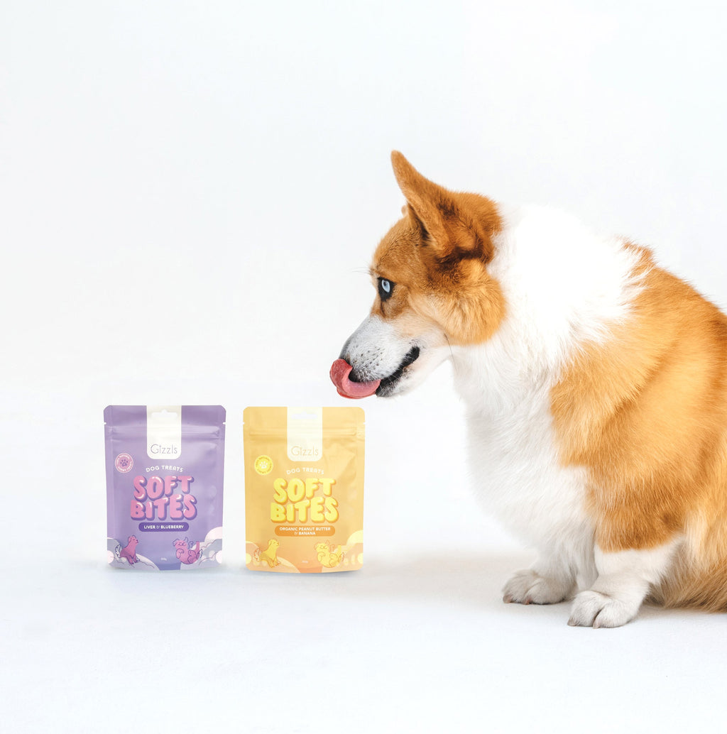 Corgi licking its lips beside purple and yellow Soft Bites 150g pouches