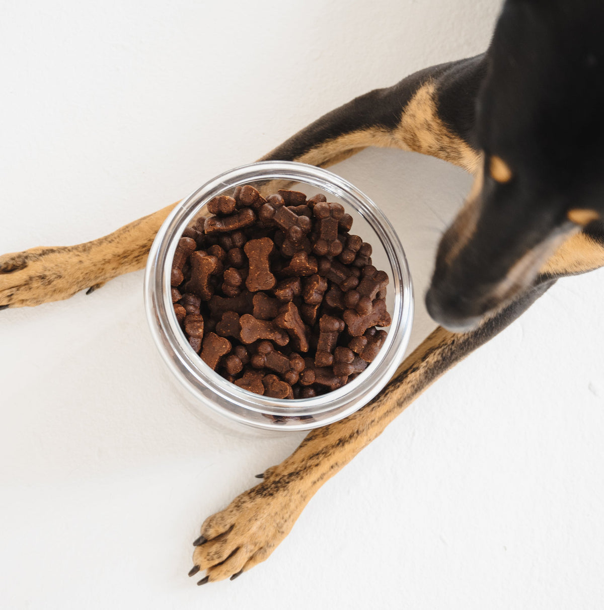 Black and tan dog leaning over a glass bowl full of Soft Bites Ostrich Liver & Blueberry treats